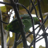 Red-lored Parrot (Yellow-cheeked)